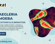 amoeba, life cycle, uv,